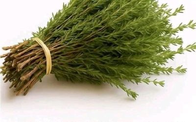 Nature’s Hidden Warrior: The Most Powerful Herb for Parasites, Infections, Viruses, and Pain