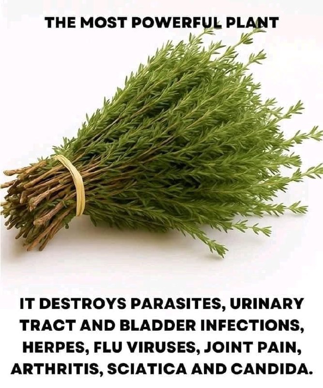 Nature’s Hidden Warrior: The Most Powerful Herb for Parasites, Infections, Viruses, and Pain