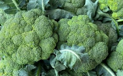 🥦 Doctors Reveal What Happens When You Eat Broccoli Regularly—Science-Backed Benefits (and Who Should Be Cautious)