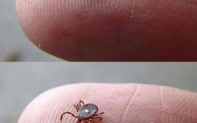 If You Notice This Insect, Follow These Important Steps