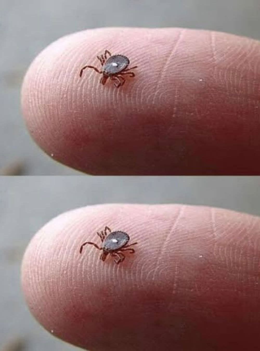 If You Notice This Insect, Follow These Important Steps