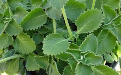 A Scientific Look at Oregano’s Role in Supporting Wellness