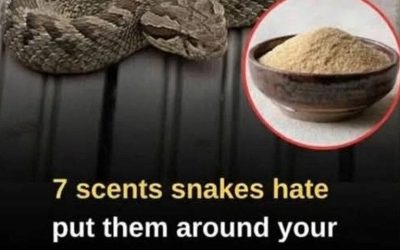Did you know snakes have an extremely sensitive sense of smell? Certain scents can repel them instantly. Let’s break down 7 smells snakes hate and how to use them to keep these slithery visitors away from your home 🐍