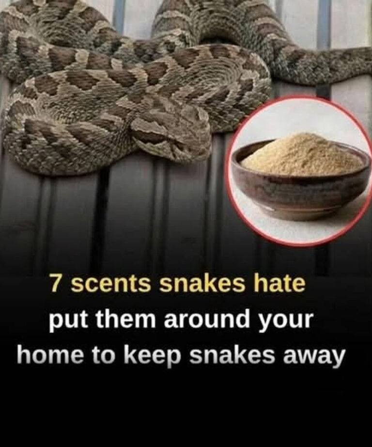 Did you know snakes have an extremely sensitive sense of smell? Certain scents can repel them instantly. Let’s break down 7 smells snakes hate and how to use them to keep these slithery visitors away from your home 🐍