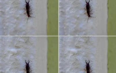 Warning! If you have found this insect in your home, it’s a sign that you need to