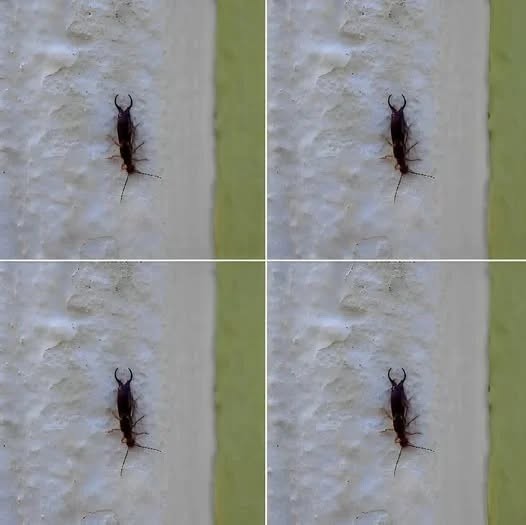 Warning! If you have found this insect in your home, it’s a sign that you need to