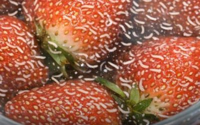 Why Tiny White Worms Appear in Strawberries and What You Should Do