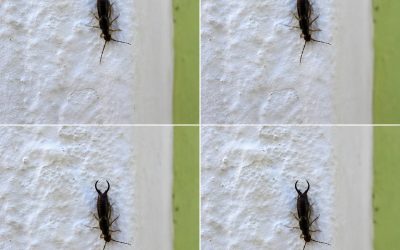 Warning! If You Find This Tiny Insect in Your Kitchen, You May Need to Check Your Pantry Immediately (And How to Handle It With Calm, Practical Care)