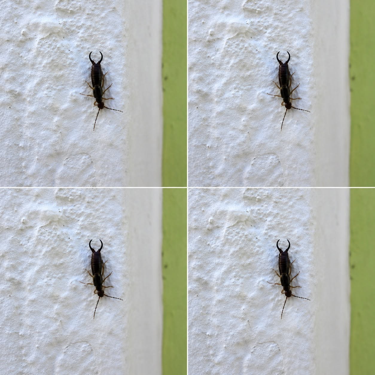 Warning! If You Find This Tiny Insect in Your Kitchen, You May Need to Check Your Pantry Immediately (And How to Handle It With Calm, Practical Care)