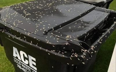 Tiny White Rice-Like Creatures on Your Trash Can? Here’s What They Probably Are