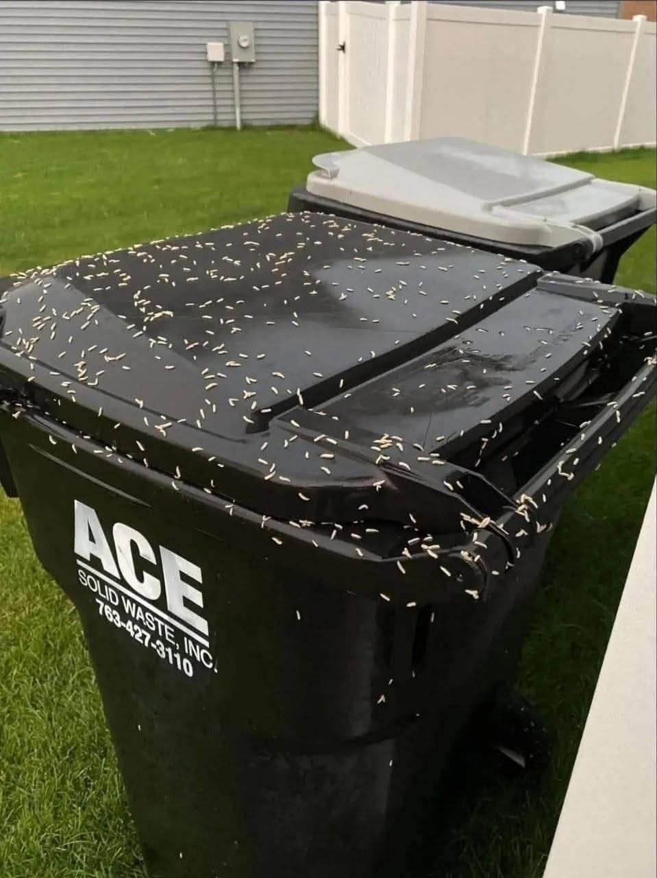 Tiny White Rice-Like Creatures on Your Trash Can? Here’s What They Probably Are