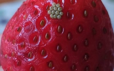 I soaked my berries in salt water and saw these white wiggling things come out. Should I just throw them away?