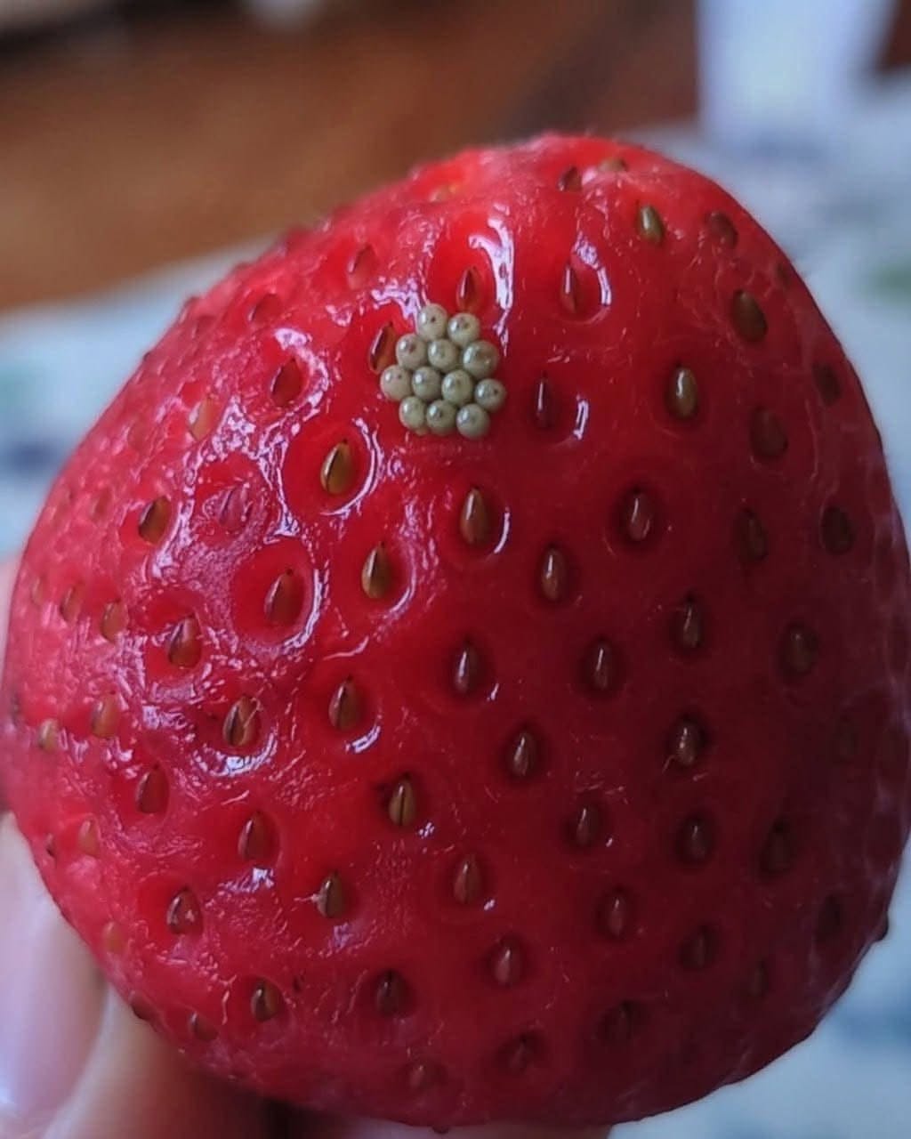 I soaked my berries in salt water and saw these white wiggling things come out. Should I just throw them away?